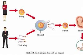 Hình Thức Sinh Sản Vô Tính Là Gì